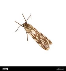 Attēlu rezultāti vaicājumam “Coscinia cribraria”