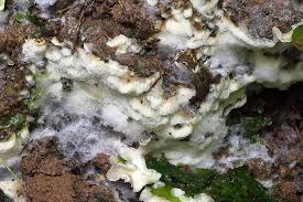 Attēlu rezultāti vaicājumam “Physisporinus vitreus”