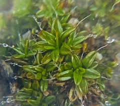 Attēlu rezultāti vaicājumam “Aloina rigida”