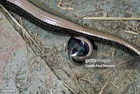 Attēlu rezultāti vaicājumam “Anguis fragilis”