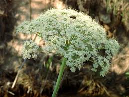 Attēlu rezultāti vaicājumam “Laserpitium latifolium”