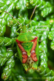 Attēlu rezultāti vaicājumam “Chlorochroa juniperina”