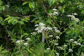 Attēlu rezultāti vaicājumam “Anthriscus sylvestris flower”