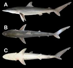 Image result for Carcharhinus brevipinna