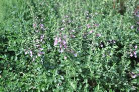 Attēlu rezultāti vaicājumam “Nepeta x faassenii leaf”