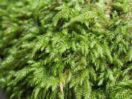 Attēlu rezultāti vaicājumam “Batrachium circinatum”