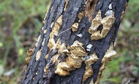 Attēlu rezultāti vaicājumam “Antrodia crassa”