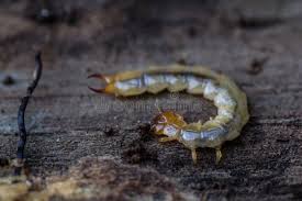 Attēlu rezultāti vaicājumam “Schizotus pectinicornis”