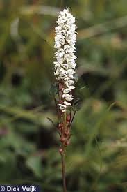 Attēlu rezultāti vaicājumam “Bistorta vivipara flower”