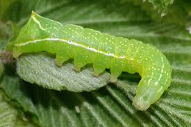 Attēlu rezultāti vaicājumam “Amphipyra pyramidea”