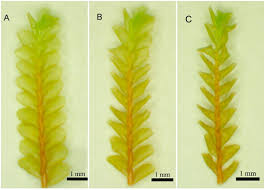 Attēlu rezultāti vaicājumam “Anomodon viticulosus sporophyte”