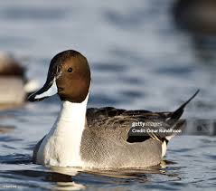 Image result for Anas acuta