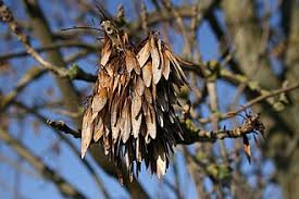 Attēlu rezultāti vaicājumam “Fraxinus excelsior Pendula fruit”