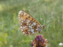 Attēlu rezultāti vaicājumam “Clossiana selene”
