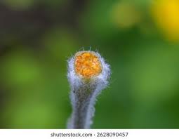 Attēlu rezultāti vaicājumam “Chelidonium majus bud”