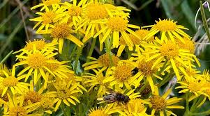 Image result for Springburn Bowling Club