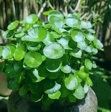 「銅錢草」的圖片搜尋結果