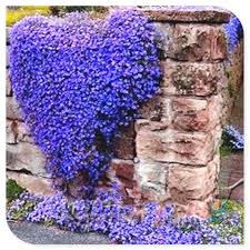 Image result for Aubrieta hybrida (cultorum)