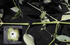 Attēlu rezultāti vaicājumam “Diachea dictyospora (syn. Craterium dictyosporum) stalked”