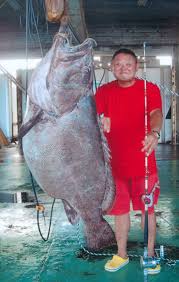 Image result for Epinephelus tukula