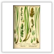 Attēlu rezultāti vaicājumam “Carex vulpina”