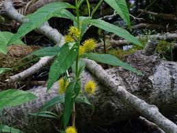 Attēlu rezultāti vaicājumam “Lysimachia thyrsiflora leaf”