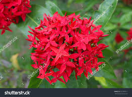 Attēlu rezultāti vaicājumam “Rubiaceae”