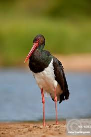 Attēlu rezultāti vaicājumam “Ciconia nigra”