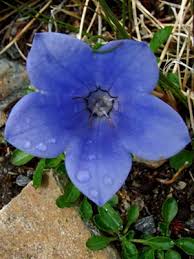 Attēlu rezultāti vaicājumam “Carex lasiocarpa male flower”