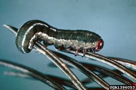 Attēlu rezultāti vaicājumam “Gilpinia”