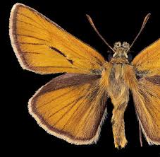 Attēlu rezultāti vaicājumam “Thymelicus sylvestris underside”