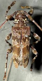 Attēlu rezultāti vaicājumam “Acanthocinus aedilis”