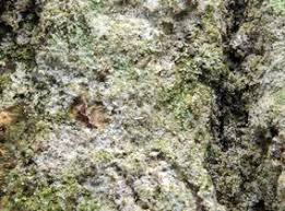 Attēlu rezultāti vaicājumam “Athelia pyriformis”