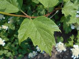 Attēlu rezultāti vaicājumam “Viburnum opulus leaf”