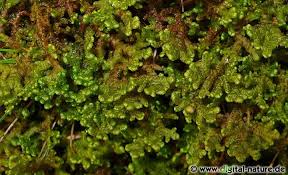 Attēlu rezultāti vaicājumam “Ptilidium ciliare”