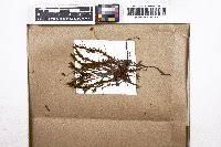 Attēlu rezultāti vaicājumam “Polytrichastrum pallidisetum cells”