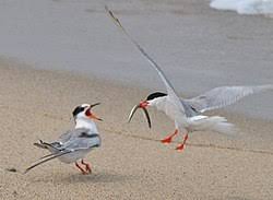 Attēlu rezultāti vaicājumam “Sterna hirundo adult”