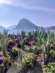 Image result for "Parco Ciani"