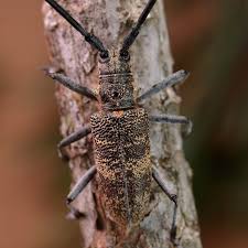 Attēlu rezultāti vaicājumam “Monochamus galloprovincialis”