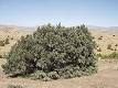 Single-leaf Pinyon - Wikipedia, the free encyclopedia