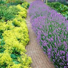 Attēlu rezultāti vaicājumam “Alchemilla subcrenata  flower”