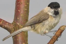 Attēlu rezultāti vaicājumam “Poecile palustris”