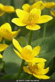Attēlu rezultāti vaicājumam “Caltha palustris flower”