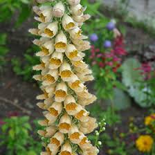 Image result for Digitalis lanata