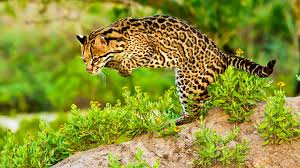 Image result for оцелот