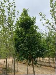 Attēlu rezultāti vaicājumam “Acer campestre”