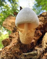 Attēlu rezultāti vaicājumam “Volvariella bombycina”