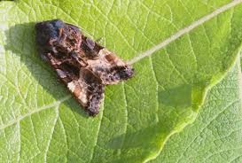 Attēlu rezultāti vaicājumam “Euplexia lucipara”