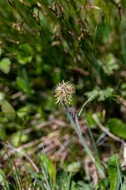 Attēlu rezultāti vaicājumam “Carex caryophyllea flower”