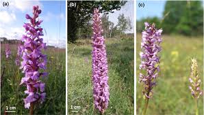 Attēlu rezultāti vaicājumam “Gymnadenia conopsea flower”